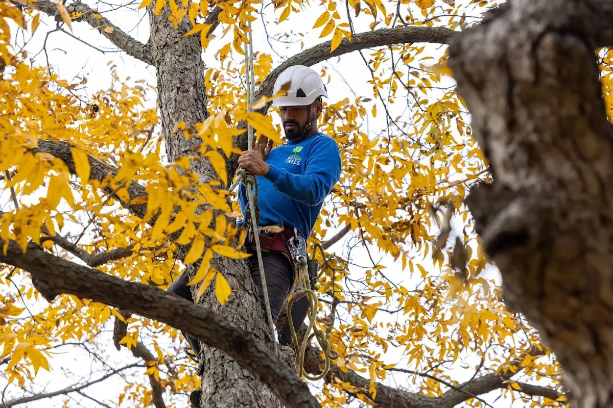Skilled Tree Trimming crew working in Fairfield